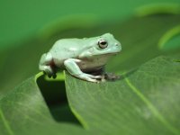 Keeping White's Tree Frogs: Habitat, Diet, and Health Essentials