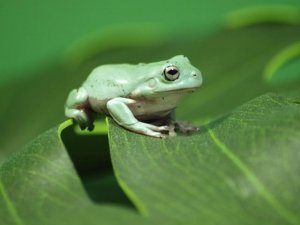 Keeping White's Tree Frogs: Habitat, Diet, and Health Essentials