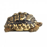Leopard Tortoise Ownership: Key Facts on Space, Diet, and Well-Being