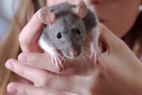 Overgrown Rat Teeth: Risks, Trims, and Prevention Tips