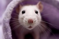 Rat Breathing Problems: Causes, Treatment, and Prevention