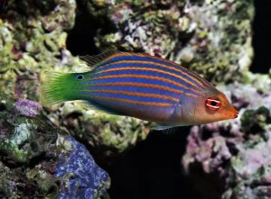 Six Line Wrasse: Aggressive Reef Fish Demands Careful Tank Planning