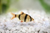 Aquarium Fish Starting with T: A Hobbyist&rsquo;s Field Guide