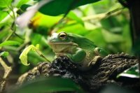 Amphibian Care Guide: Selecting, Sheltering, and Sustaining Pet Frogs