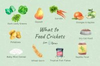 Feeder Cricket Nutrition: A Guide for Reptile Owners