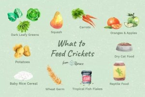 Feeder Cricket Nutrition: A Guide for Reptile Owners