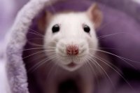 The Surprising Truth About Pet Rats: Intelligence, Social Bonds, and Cleanliness