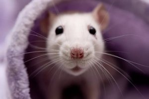 The Surprising Truth About Pet Rats: Intelligence, Social Bonds, and Cleanliness