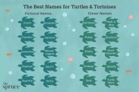 205 Turtle and Tortoise Name Ideas for Every Personality