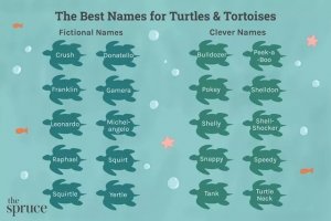205 Turtle and Tortoise Name Ideas for Every Personality