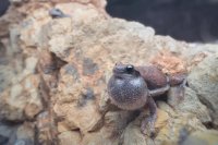 Why Your Pet Frog Croaks and How to Respond Safely