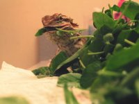 Bearded Dragon Nutrition: A Guide to Safe Daily Greens