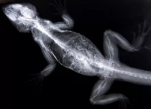 Reptile Bone Disease: How Diet and Light Prevent Metabolic Breakdown