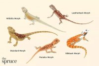 Bearded Dragon Morphs: From Classic to Rare Genetic Lines