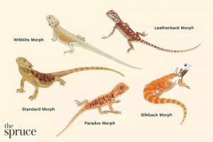 Bearded Dragon Morphs: From Classic to Rare Genetic Lines