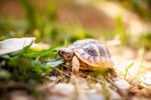 Pet Turtle and Tortoise Care: Heat, Housing, and Habitat Essentials