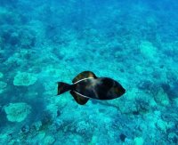 Black Triggerfish: A Robust Choice for Seasoned Fishkeepers