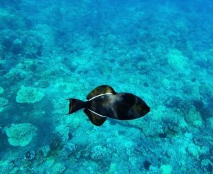 Black Triggerfish: A Robust Choice for Seasoned Fishkeepers
