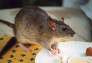 Rat Nutrition Basics: What to Feed and What to Avoid