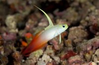 Firefish Goby: A Colorful, Resilient Addition to Reef Tanks
