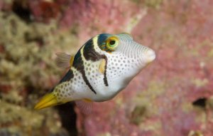 Pufferfish in the Home Aquarium: Species Traits and Reef Safety