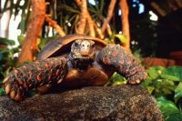Red-Footed Tortoise Ownership: 50-Year Commitment and Care Guide