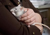 What It Really Takes to Care for Pet Rats: A Practical Guide