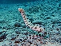 Snowflake Moray Eels: A Practical Guide for Saltwater Aquarists