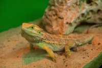 Bearded Dragon Care: Tank Setup, Feeding, and Health Essentials