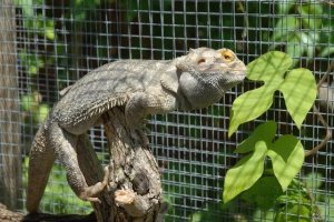 Pet Reptile Winter Sleep: What Owners Should Know