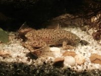Pet Frog Bloating: Causes, Diagnosis, and Treatment Options