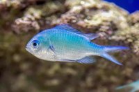 Blue Green Chromis: A Hardy, Reef-Safe Choice for Saltwater Newcomers