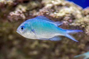 Blue Green Chromis: A Hardy, Reef-Safe Choice for Saltwater Newcomers