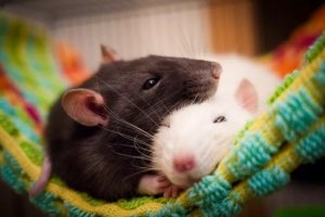 Why Rats Make Surprising Pets: Care, Behavior, and Choosing Right