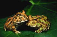 Pacman Frog Care: Enclosure, Feeding, and Health Tips for Owners