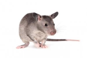 Gambian Pouched Rat Care: What to Know Before You Commit