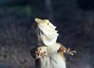 Bearded Dragon Glass Surfing: Stress Signals and Owner Solutions