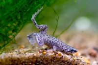 Keeping Dwarf Clawed Frogs: A Guide to Aquatic Habitat and Health
