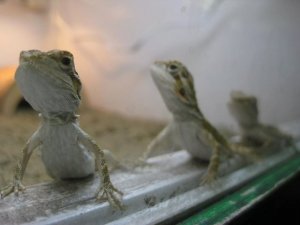 Bearded Dragon Egg Laying: What Owners Need to Know