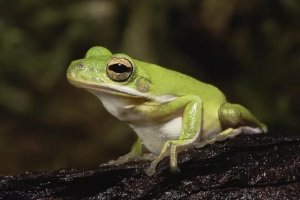 American Green Tree Frog Care: Enclosure, Feeding, and Health Tips