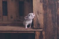 Safe Wood for Pet Rats: A Guide to Nontoxic Chewing Options