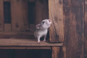 Safe Wood for Pet Rats: A Guide to Nontoxic Chewing Options