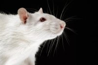 Rat Tumor Care: What Owners Should Know About Detection and Surgery