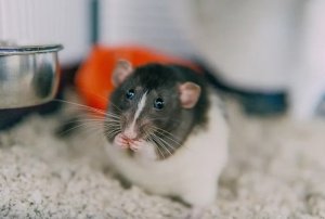 Rat Lice: Vet Advice and Home Care Steps for Owners