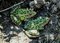 Leopard Frogs as Pets: Essential Care, Habitat, and Behavior Guide