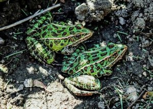 Leopard Frogs as Pets: Essential Care, Habitat, and Behavior Guide