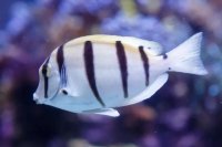 Striped Surgeonfish: A Guide to Keeping Convict Tangs in Home Aquariums