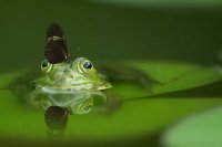 Pet Frog Feeding Basics: Live Insects, Schedules, and Safety