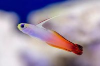 Selecting Reef-Safe Fish for a Thriving Saltwater Aquarium