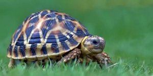 Indian Star Tortoise Care: Indoor and Outdoor Setup, Feeding, and Health